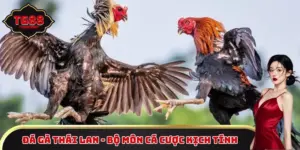 Đá gà Thái Lan