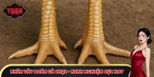 Nhìn vảy đoán gà